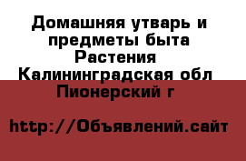 Домашняя утварь и предметы быта Растения. Калининградская обл.,Пионерский г.